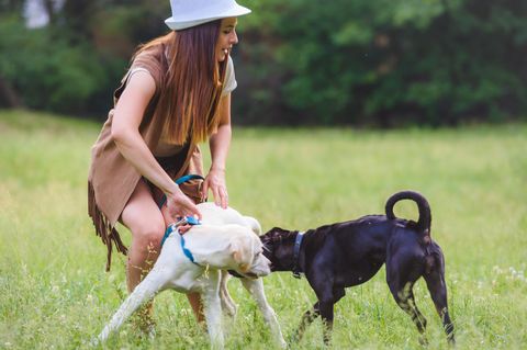 Wenn Hunde sich streiten - wie verhalte ich mich richtig?
