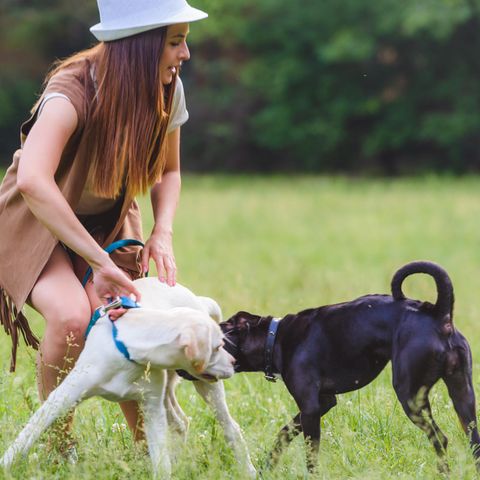 Wenn Hunde sich streiten - wie verhalte ich mich richtig?