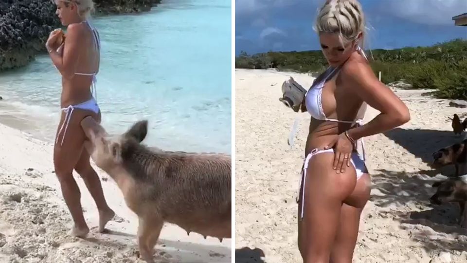 Auf den Bahamas: Das Model und das Schwein: Tierischer Inselbewohner beißt Influencerin in den Po