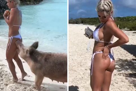 Auf den Bahamas: Das Model und das Schwein: Tierischer Inselbewohner beißt Influencerin in den Po