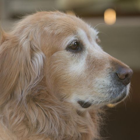 Demenz, Arthrose & Co.: Woran leiden Hunde im Alter?