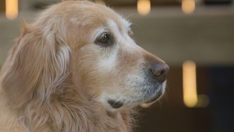 Demenz, Arthrose & Co.: Woran leiden Hunde im Alter?