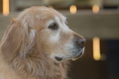 Demenz, Arthrose & Co.: Woran leiden Hunde im Alter?