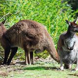 Aufgrund der isolierten Lage vor der Küste Südaustraliens hat sich auf der Insel Kangaroo Island eine besondere Känguru-Art entwickelt: Es ist kleiner als seine Artgenossen auf dem Festland, das Fell dunkler und dichter