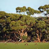 Nicht nur Schafe weiden: Auch Kängurus halten das Gras auf den Weideländern kurz