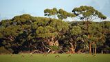 Nicht nur Schafe weiden: Auch Kängurus halten das Gras auf den Weideländern kurz