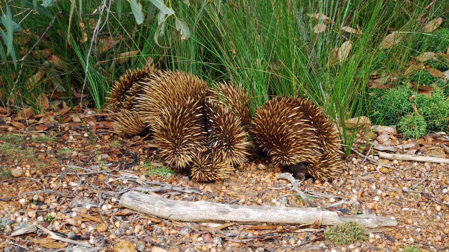 Ein urzeitliches Lebewesen, das schon im Pleistozän existierte: der Ameisenigel oder auch Schnabeligel oder Echidna genannt. Während der Paarungszeit bilden die einzelgängerischen Tiere Karawanen - bis zu zehn Männchen folgen einem Weibchen