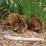 Ein urzeitliches Lebewesen, das schon im Pleistozän existierte: der Ameisenigel oder auch Schnabeligel oder Echidna genannt. Während der Paarungszeit bilden die einzelgängerischen Tiere Karawanen - bis zu zehn Männchen folgen einem Weibchen