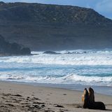 Endlich an Land: Australische Seelöwen sind ihrer Kolonie treu und kehren nach mehreren Tagen im Meer zum selben Ort zurück