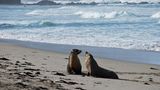 Seal Bay an der Südküste: Zwei Jungtiere kommen aus den Wellen des Indischen Ozeans und beschnuppern sich