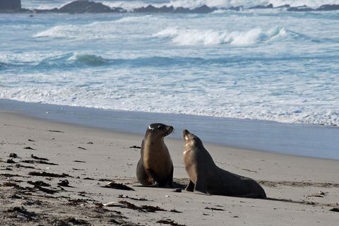 Seal Bay an der Südküste: Zwei Jungtiere kommen aus den Wellen des Indischen Ozeans und beschnuppern sich