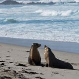 Seal Bay an der Südküste: Zwei Jungtiere kommen aus den Wellen des Indischen Ozeans und beschnuppern sich