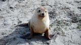 Bis zu 3000 Tiere leben in der Kolonie Seal Bay. Das Seal Bay Conservation Park veranstaltet Führungen von Kleingruppen am Strand