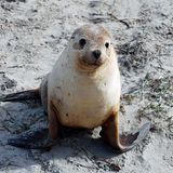 Bis zu 3000 Tiere leben in der Kolonie Seal Bay. Das Seal Bay Conservation Park veranstaltet Führungen von Kleingruppen am Strand