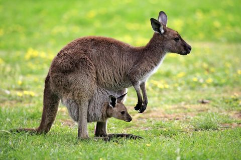 Kangaroo Island