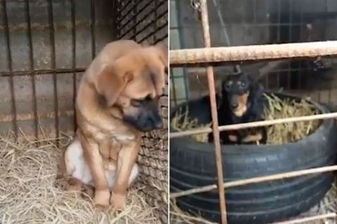 Südkoreanische Hunde-Farm : Grausame Käfig-Haltung: Aktivisten retten 200 Hunde vor der Schlachtung