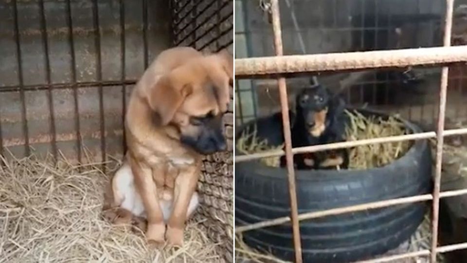 Südkoreanische Hunde-Farm : Grausame Käfig-Haltung: Aktivisten retten 200 Hunde vor der Schlachtung