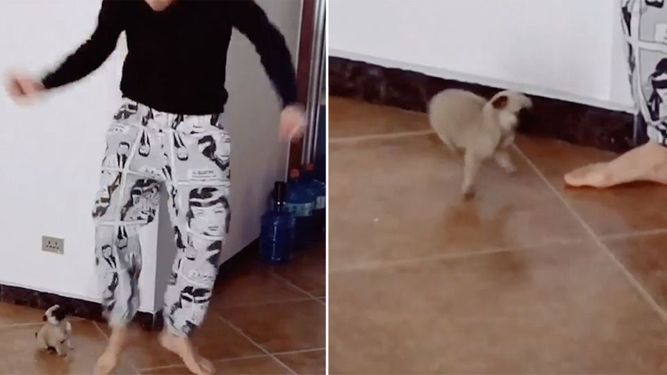 Hundewelpen: Kleine Wesen, die große Verantwortung verlangen Hundewelpen: Kleine Wesen, die große Verantwortung verlangen