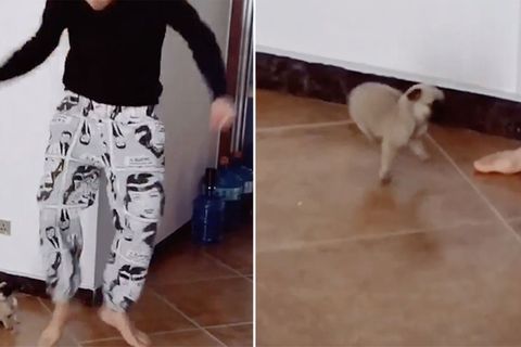 Süße Szene: Mini-Hundewelpe tanzt seinem Herrchen alles nach