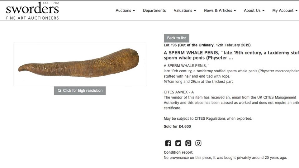 Wal-Penis bei Sworders