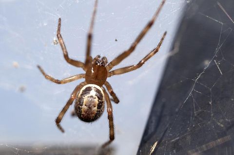 Spinne "falsche Witwe" (Steatoda nobilis)