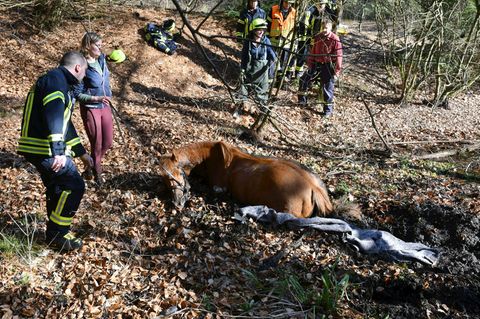 Hessen, Eppertshausen: In Südhessen ist ein Pferd in einem Tümpel versunken