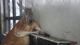 Zhengzhou, China. In Zhengzhou in der zentralchinesischen Provinz Henan ist es derzeit so kalt, dass sich die Riesenkängurus des örtlichen Zoos nur noch an den Heizkörpern ihres Quartiers aufhalten und sich genüsslich die Pfoten wärmen.