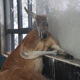 Zhengzhou, China. In Zhengzhou in der zentralchinesischen Provinz Henan ist es derzeit so kalt, dass sich die Riesenkängurus des örtlichen Zoos nur noch an den Heizkörpern ihres Quartiers aufhalten und sich genüsslich die Pfoten wärmen.