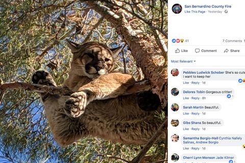 Screenshot: Ein Puma sitzt in einem Baum in Kalifornien