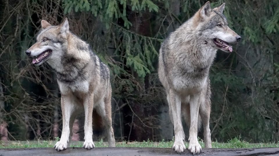 Wölfe stehen in ihrem Gehege im Wildpark Eekholt (Symbolbild)