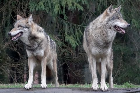 Wölfe stehen in ihrem Gehege im Wildpark Eekholt (Symbolbild)