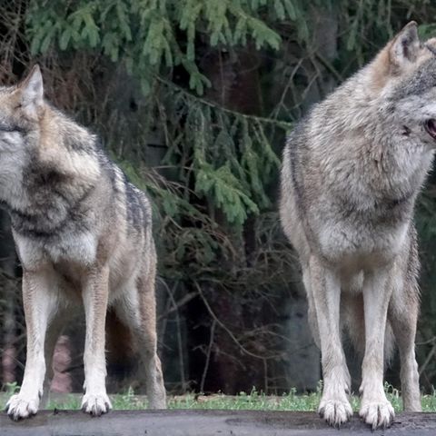 Wölfe stehen in ihrem Gehege im Wildpark Eekholt (Symbolbild)