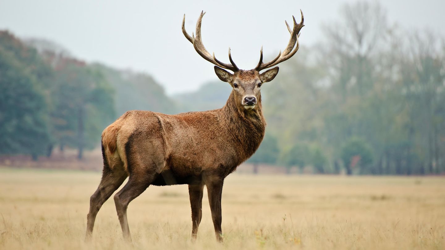 Hirsch auf einer Wiese
