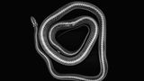 Kornnatter Pantherophis guttatus