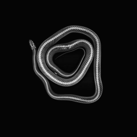 Kornnatter Pantherophis guttatus