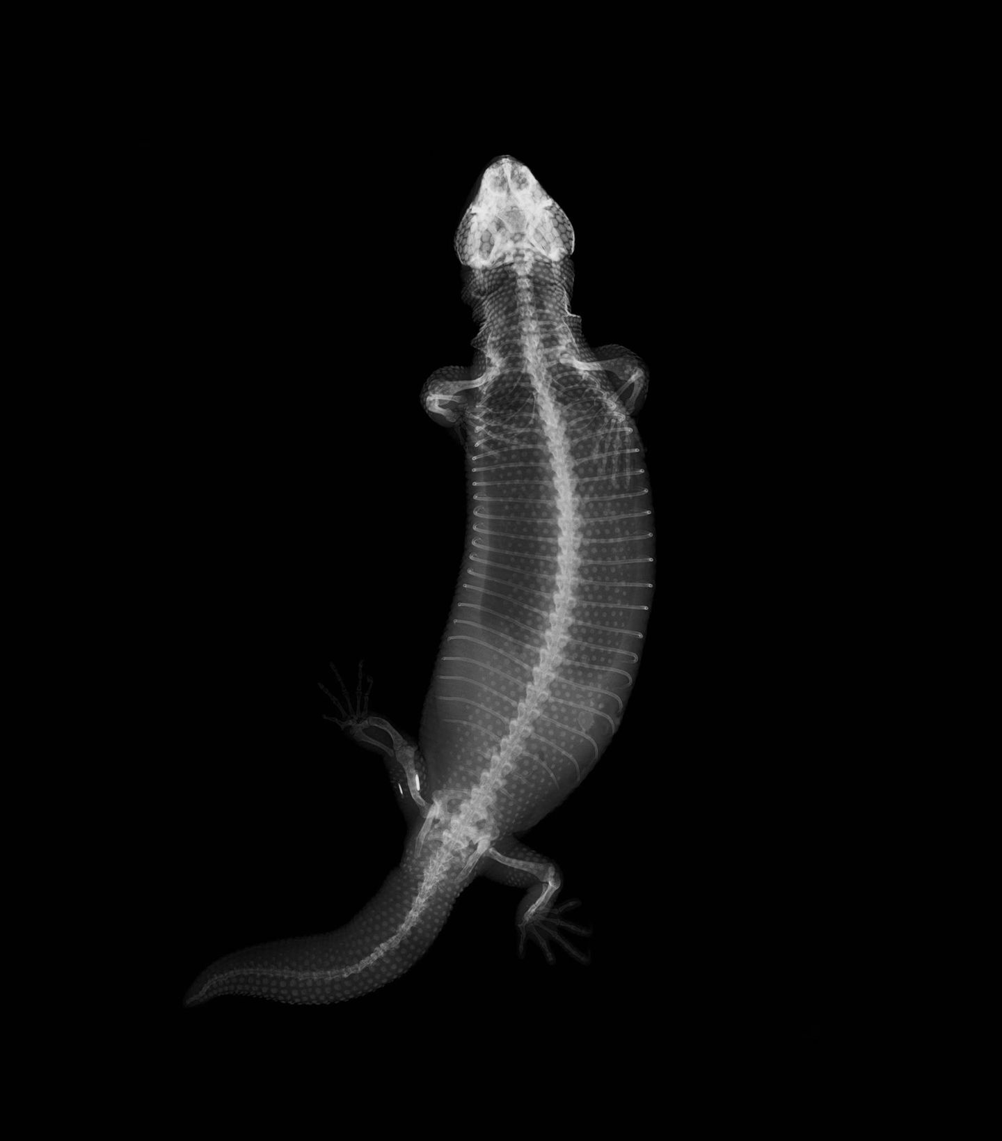 Gila-Krustenechse Heloderma suspectum