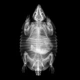 Braunborsten-Gürteltier Chaetophractus villosus