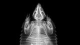 Braunborsten-Gürteltier Chaetophractus villosus