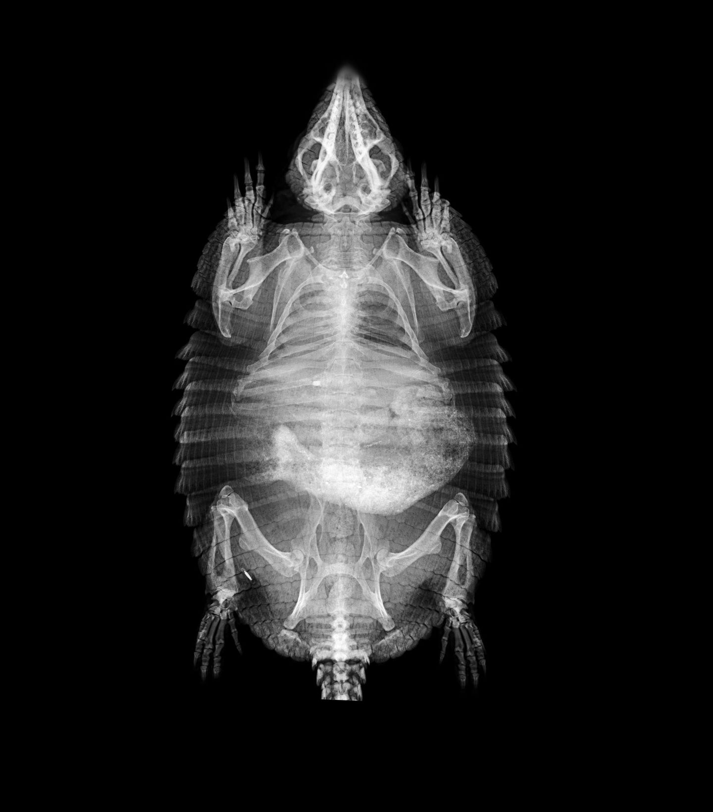 Braunborsten-Gürteltier Chaetophractus villosus
