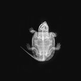 Großkopfschildkröte Platysternon megacephalum