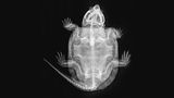 Großkopfschildkröte Platysternon megacephalum