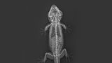 Tokeh Gekko gecko