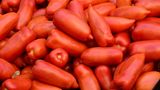 Museo del Pomodoro  In einem alten Klostergebäude unweit von Parma befindet sich das Tomatenmuseum, die Gegend ist bekannt für ihren Tomatenanbau. Seit Mitte des 19. Jahrhunderts werden hier Tomaten angebaut. Wer mehr über die Geschichte der Tomate, das "rote Gold" erfahren möchte, ist hier genau richtig: Es wird die Geschichte der Tomate sowie ihre Verbreitung in der italienischen Esskultur erzählt. Genauso wie die Tomate in der Region Emilia-Romagna verarbeitet wird und vieles mehr.  Adresse: Strada Giarola 11, Collecchio   Öffnungszeiten: Samstag und Sonntag 10-18 Uhr