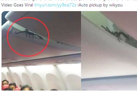 An Bord von Lion Air: Im Flugzeug: Skorpion krabbelt über den Köpfen von Passagieren