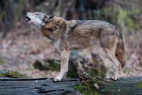 Wölfe in Niedersachen