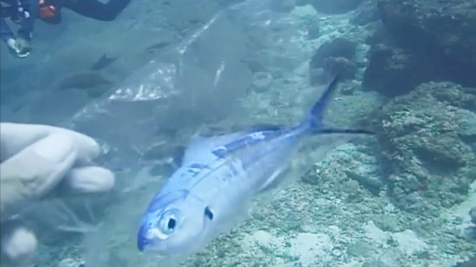 Thailand: Taucher retten hilflosen Fisch aus Plastiktüte Thailand: Taucher retten hilflosen Fisch aus Plastiktüte