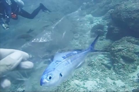 Thailand: Taucher retten hilflosen Fisch aus Plastiktüte