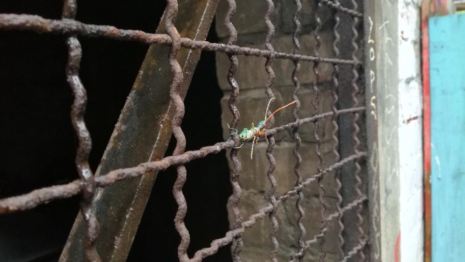 Eine bunte Ameise an einem Gitter