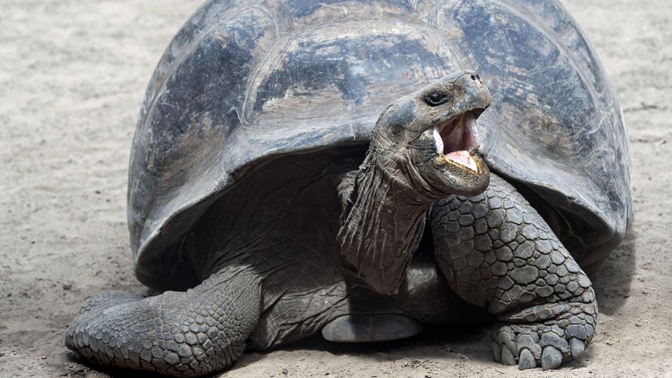 Eine Galápagos-Schildkröte der Art Chelonoidis Nigra. Ihre ausgestorben geglaubte Verwandte Phantasticus wurde jetzt entdeckt