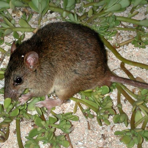 Klimawandel - Mosaikschwanzratte